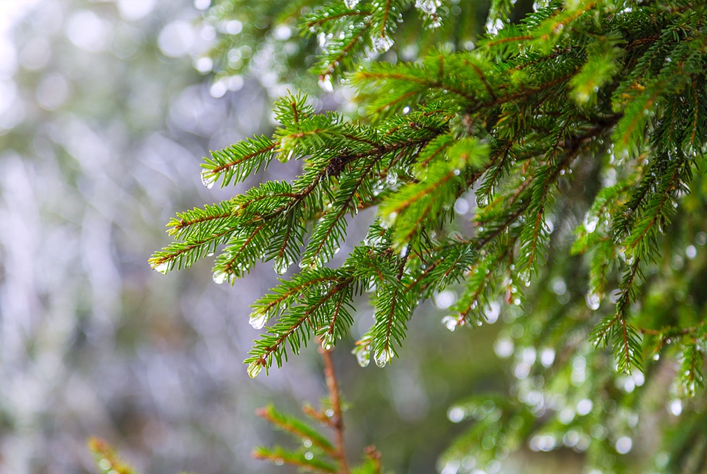 December 23 WSJ featured image. Snow on fir tree melting, indicating thawing.